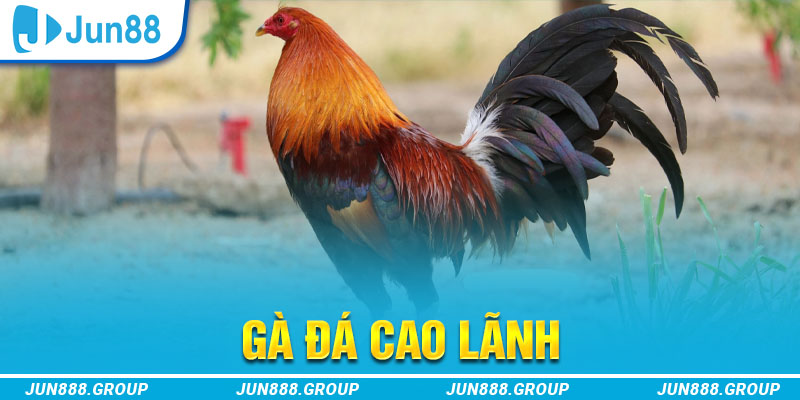 thị trường baccarat là gì