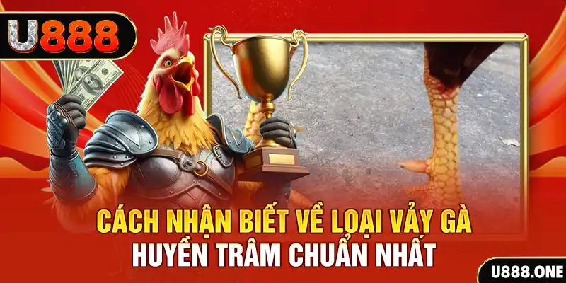 đá gà trực tiếp thomo hôm nay