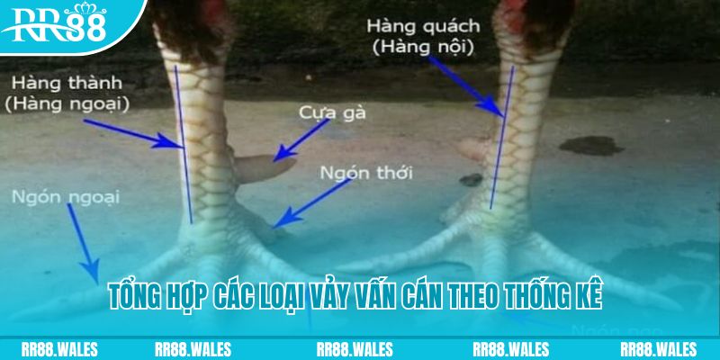 vn88 nền tảng baccarat là gì