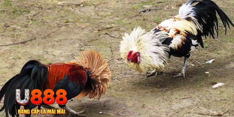 xổ số miền nam chủ nhật hàng tuần