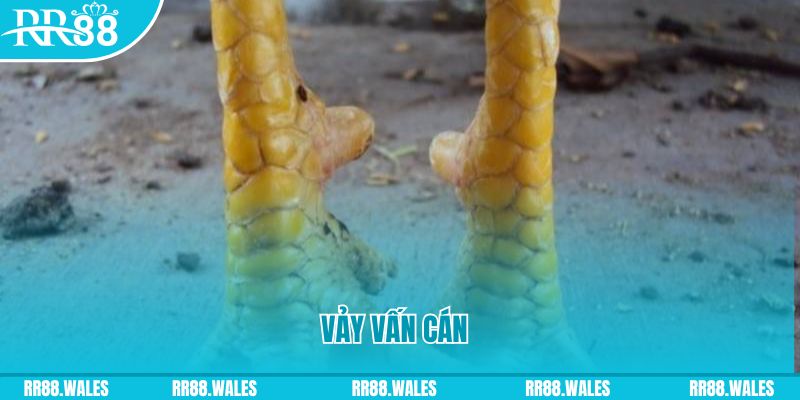vn88 Phi Đội Ưu Tú