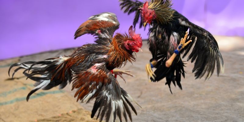 nohu .mx nổ hũ là gì